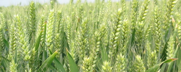 澳大利亚小麦收割时间,什么时候播种,是春小麦还是冬小麦