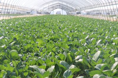 备足种子化肥、抓好田间管理,今年武汉春播面积比上年增加1.77万亩